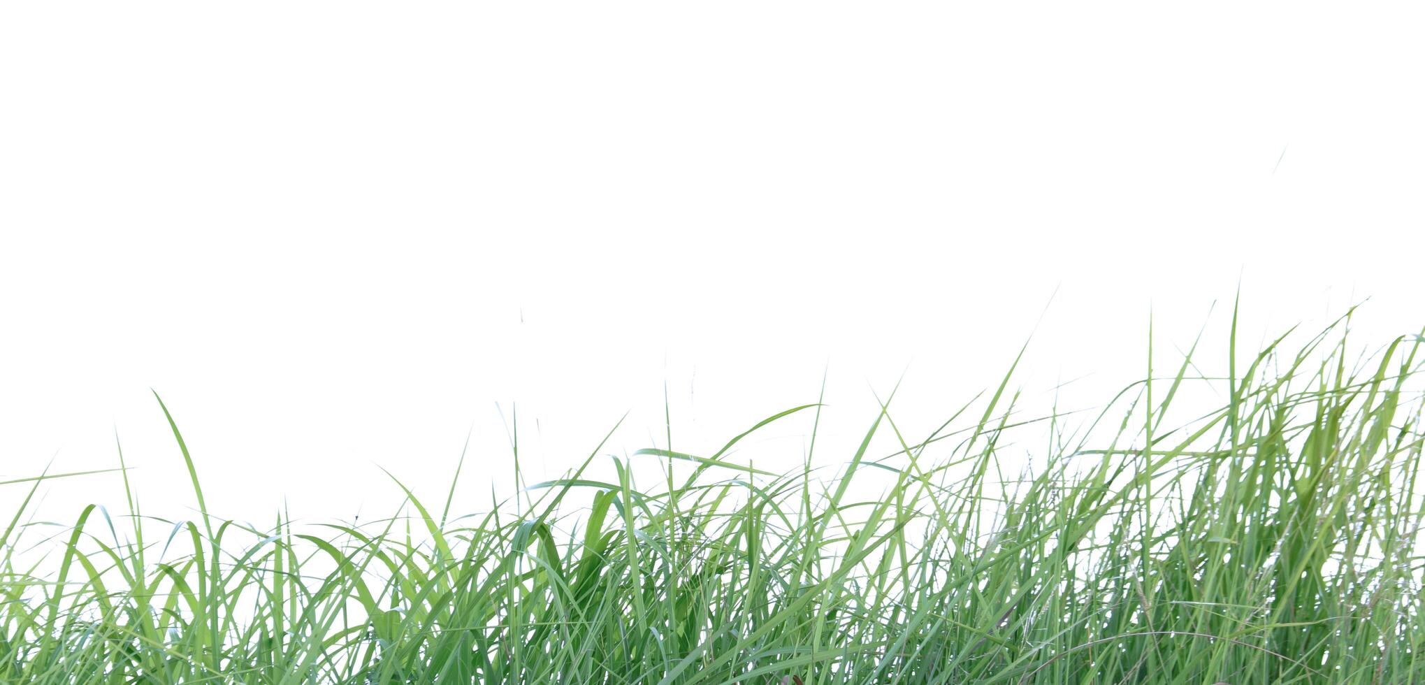 A cut-out of a clump of green tall grass on a white background with clipping paths. photo