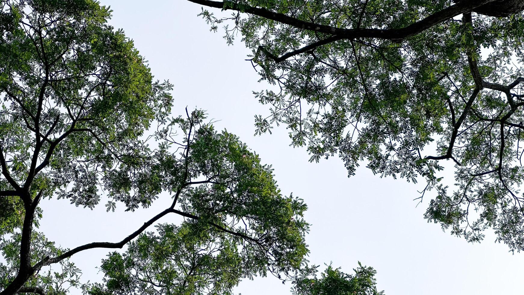 Look up view of tree tops leaves background photo