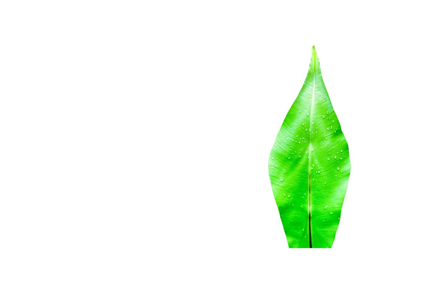 A cut-out of leaves on a white background with clipping paths. photo