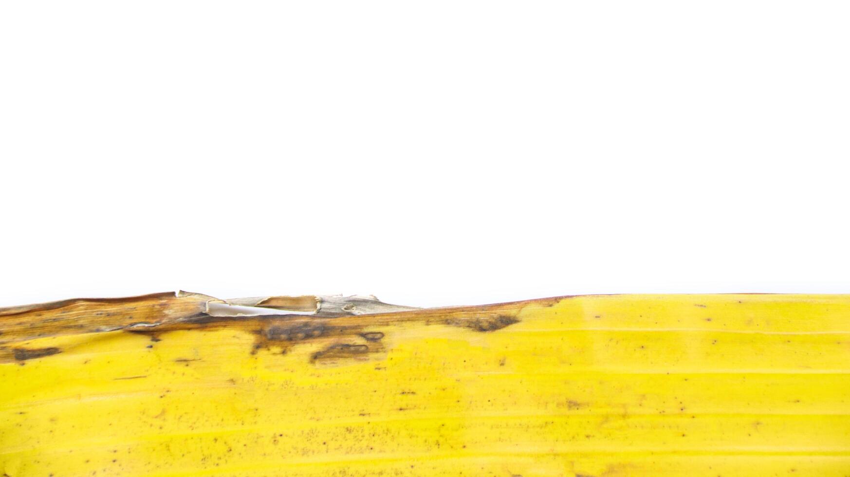 A close-up isolated photograph of a yellowing banana leaf, nearly dry, on a white background. photo