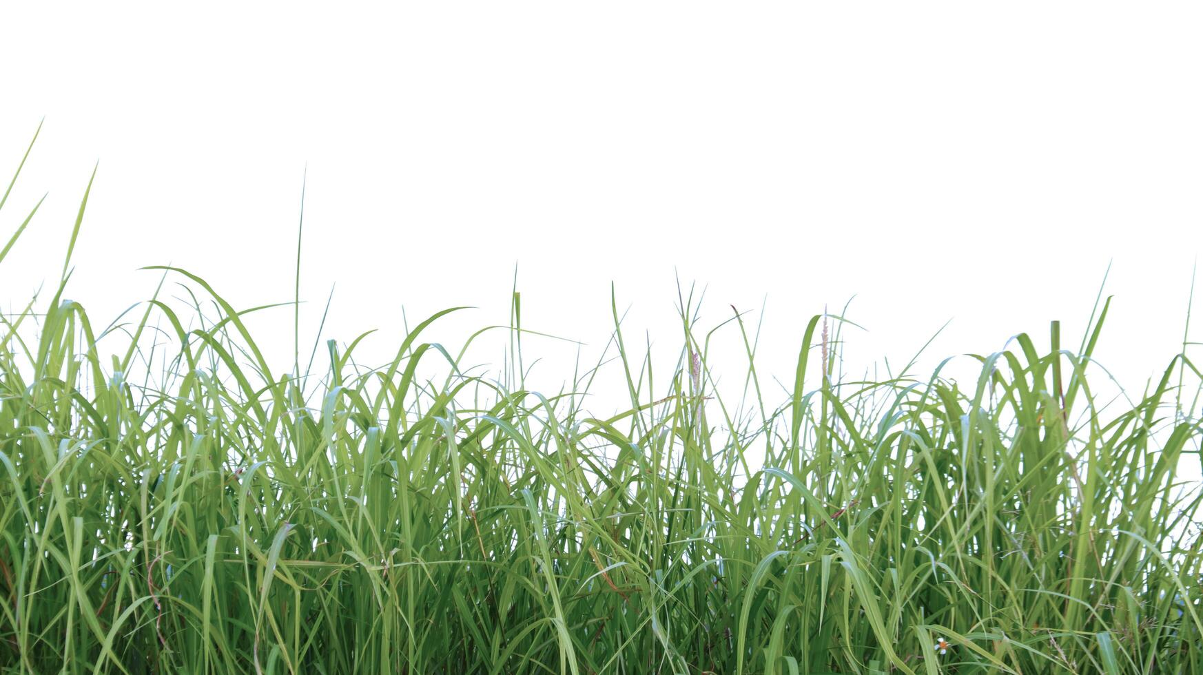 A cut-out of a clump of green tall grass on a white background with clipping paths. photo