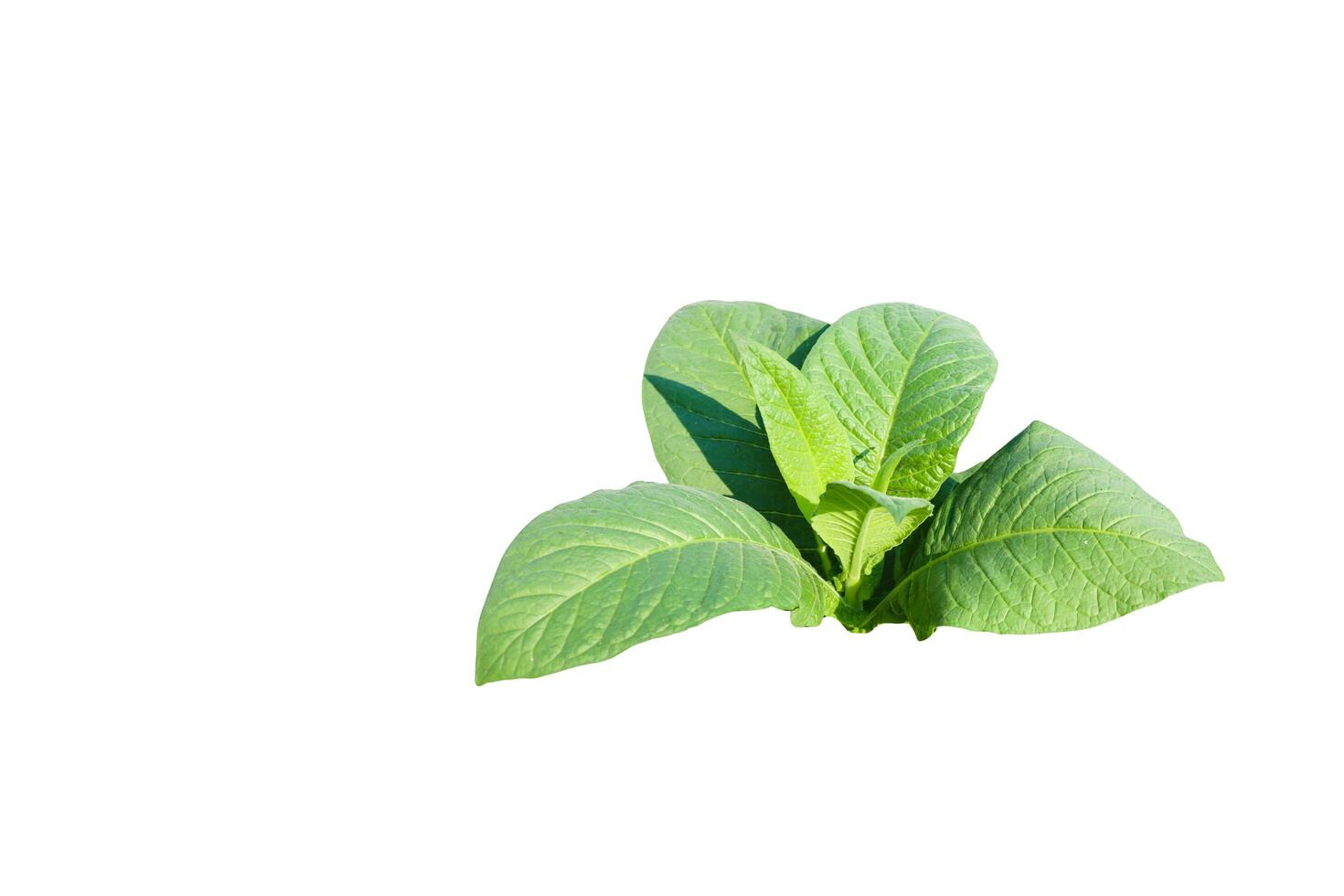 A cut-out of a tobacco leaf on a white background with clipping paths. photo