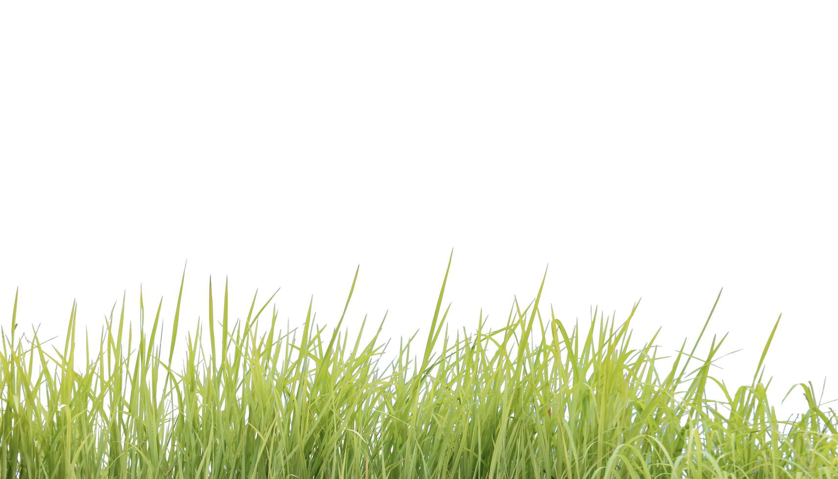 A cut-out of a clump of green tall grass on a white background with clipping paths. photo