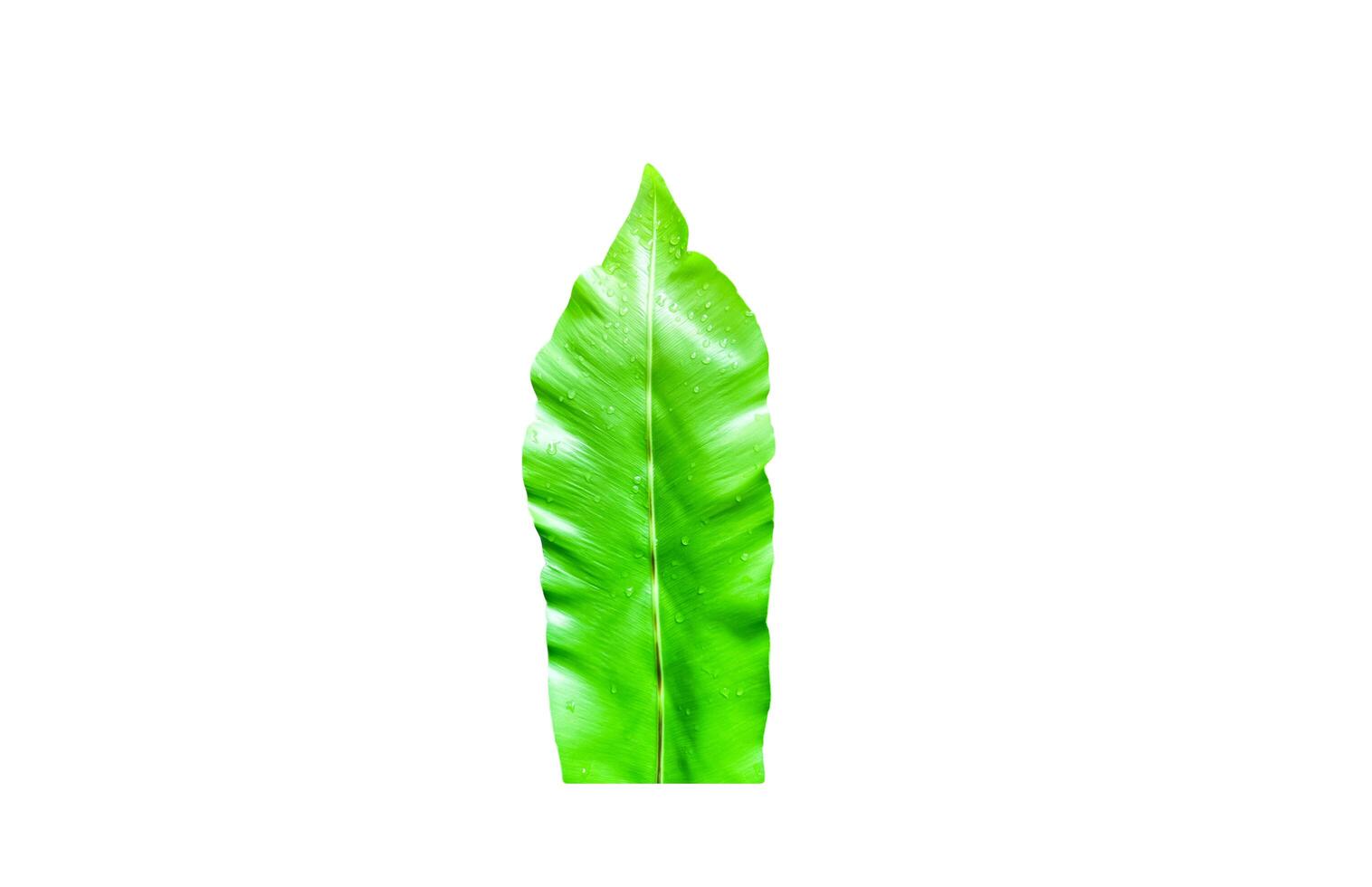 A cut-out of leaves on a white background with clipping paths. photo