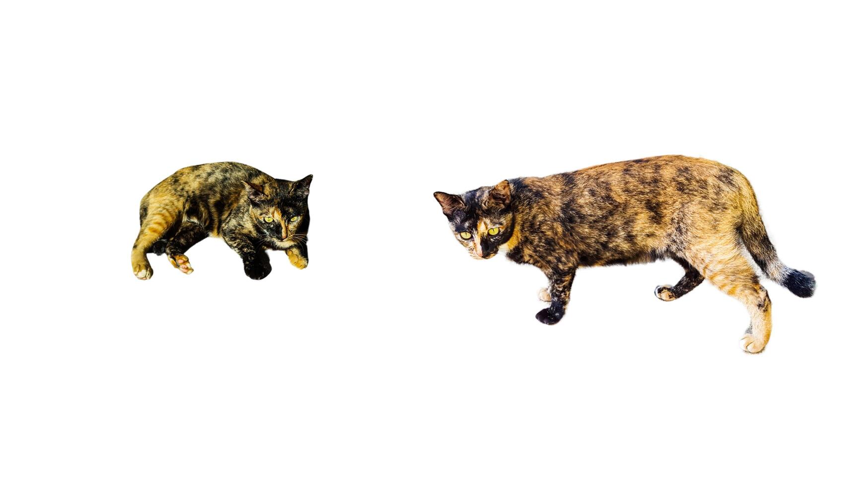 A cut-out of a tabby cat on a white background with clipping paths. photo