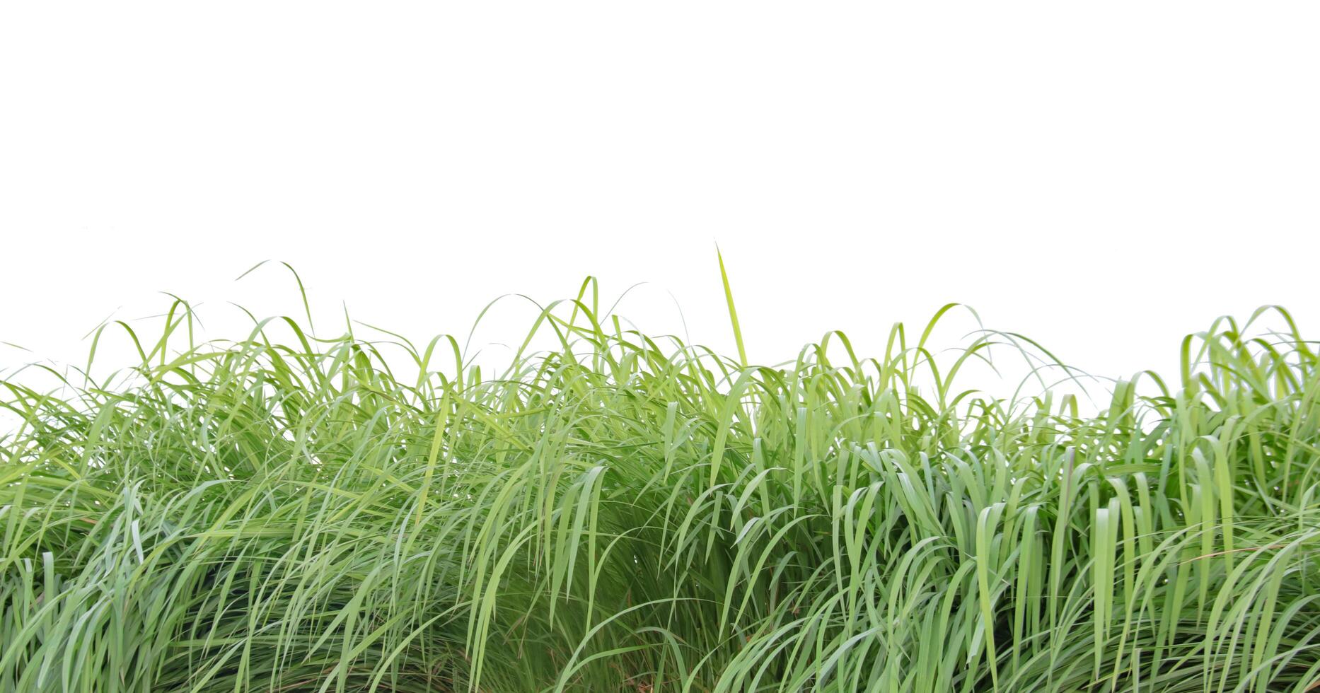A cut-out of a clump of green tall grass on a white background with clipping paths. photo