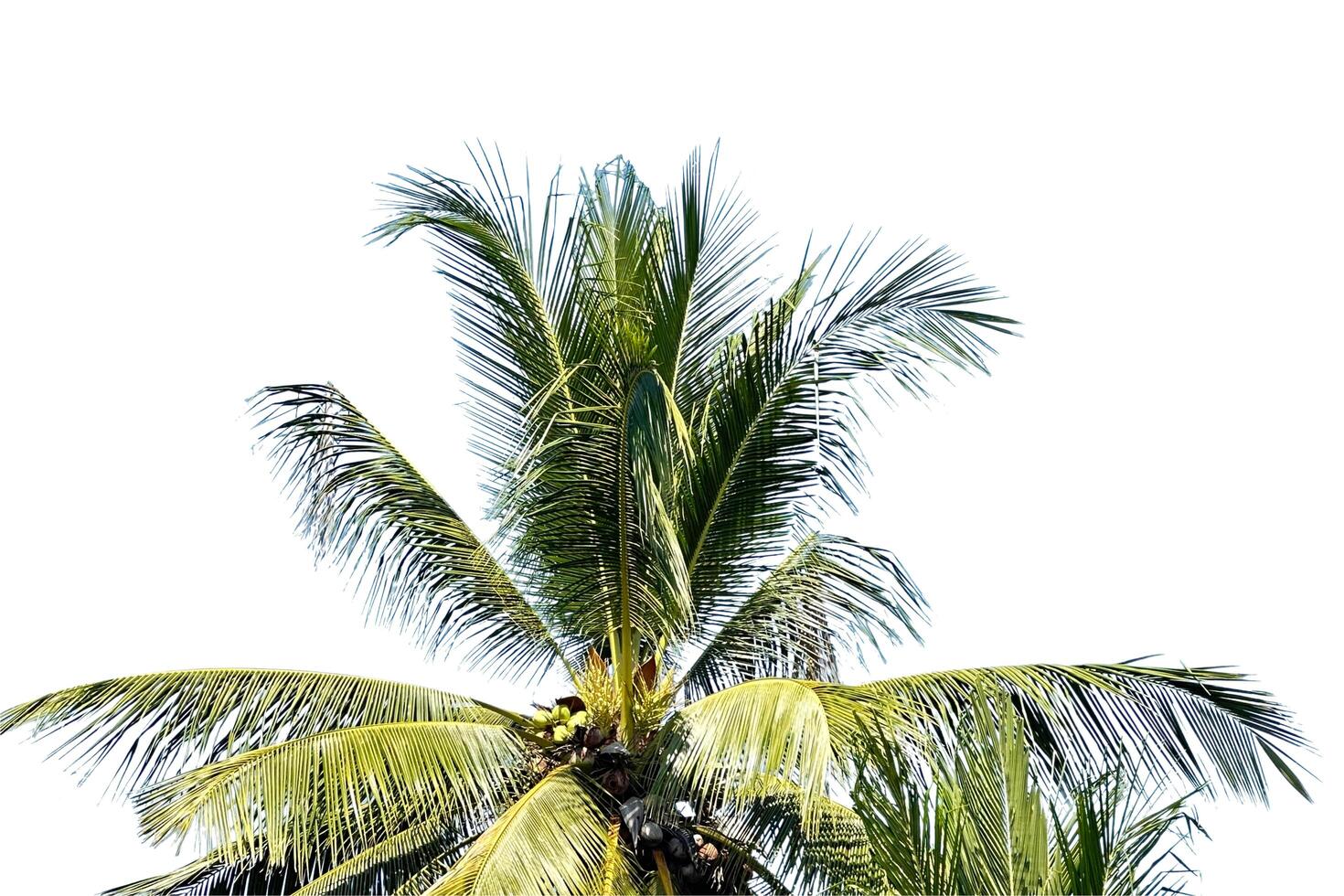 A cut-out of a coconut tree top on a white background with clipping paths. photo