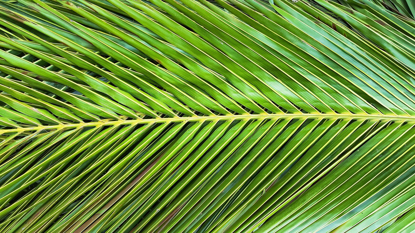 A close-up of the texture on a green coconut leaves. The intricate details and natural patterns of the surface are clearly visible, photo