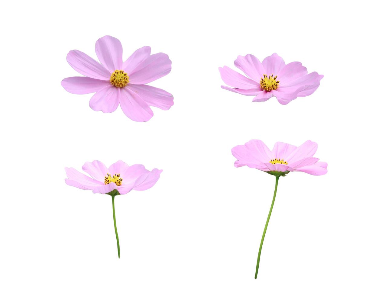 A cut-out of a cosmos flower on a white background with clipping paths. photo