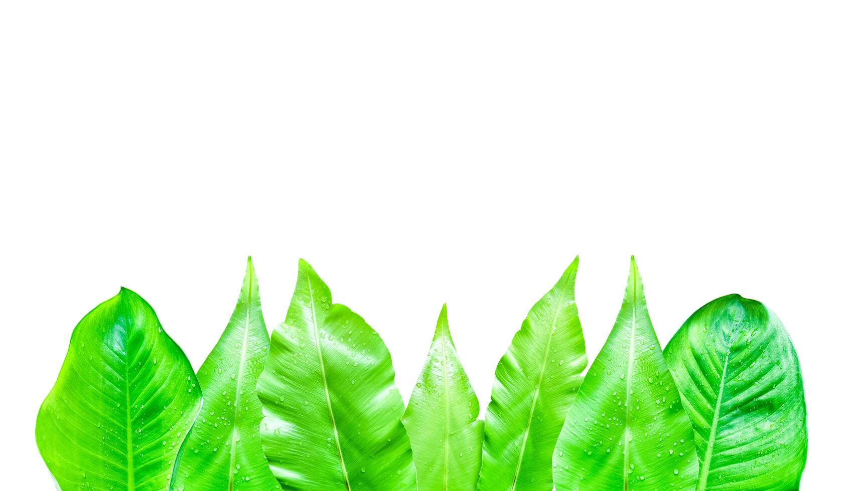 A cut-out of leaves on a white background with clipping paths. photo