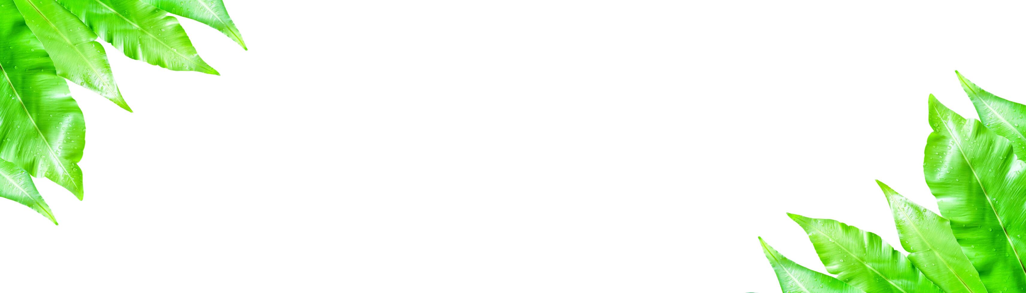 A cut-out of leaves on a white background with clipping paths. photo