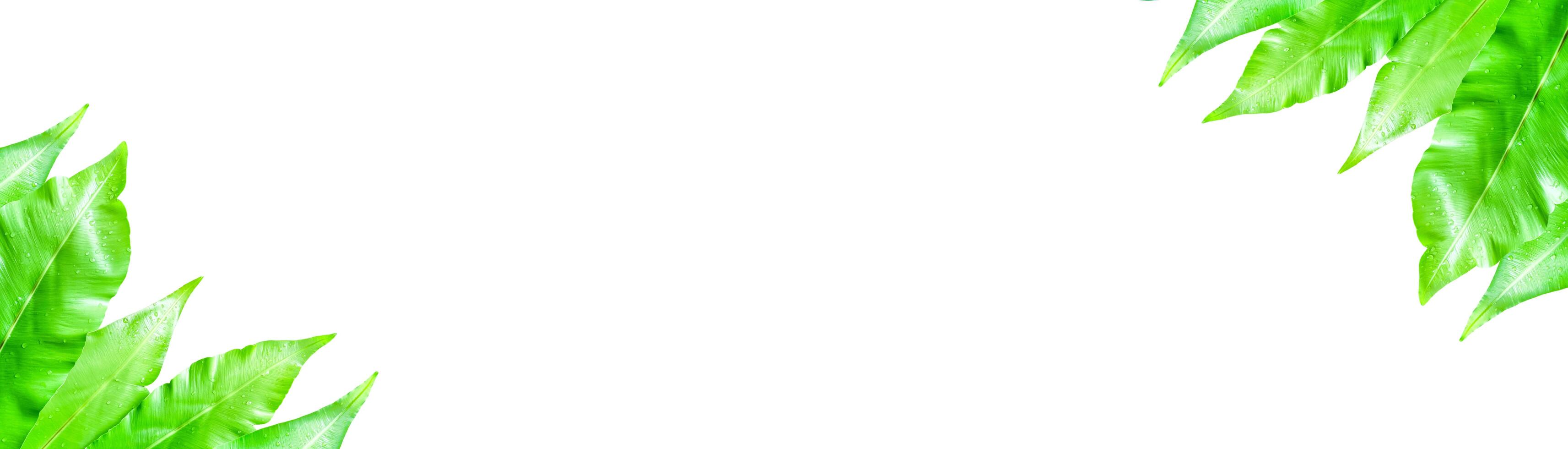 A cut-out of leaves on a white background with clipping paths. photo