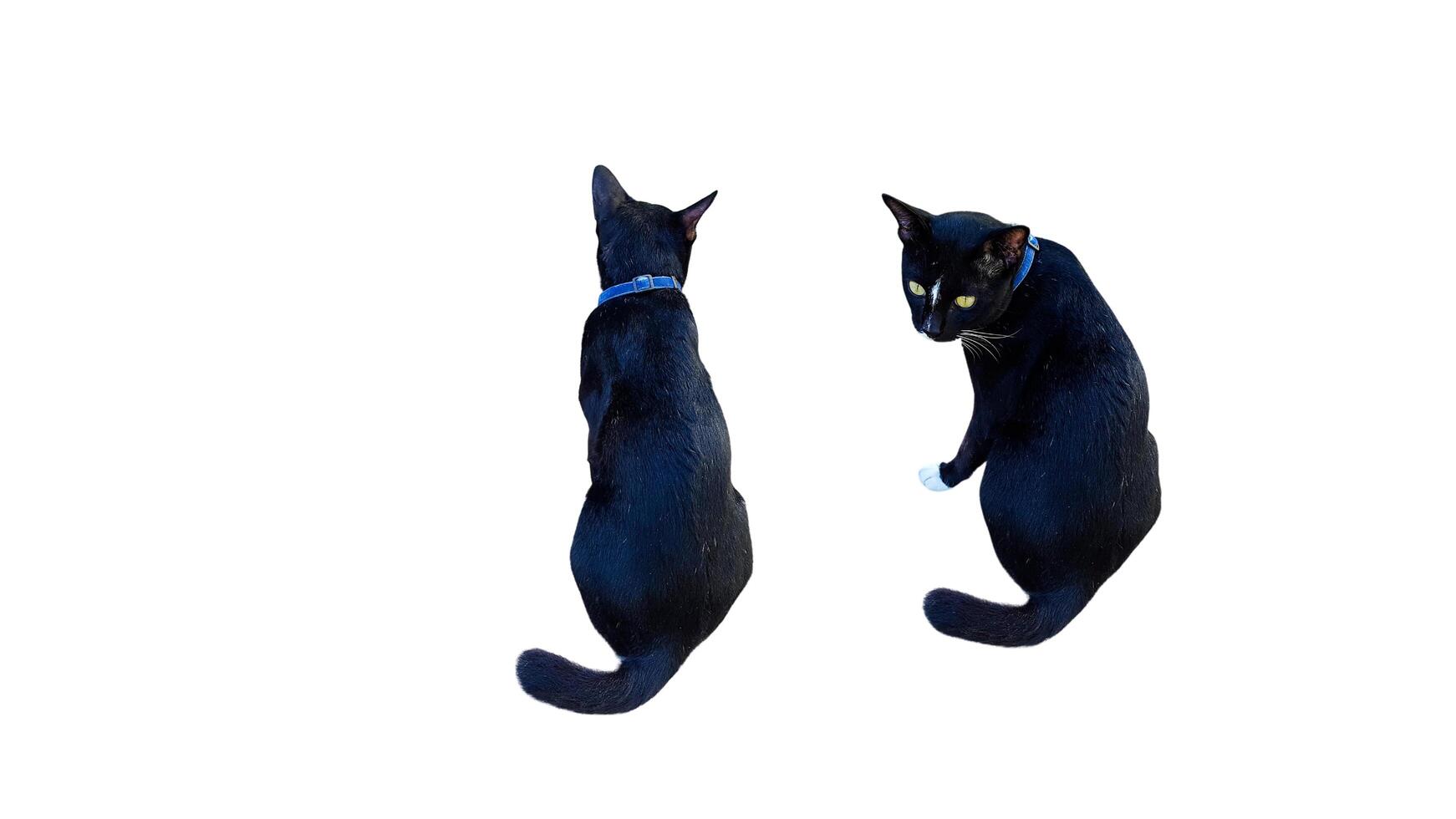 A cut-out of black cats on a white background with clipping paths. photo