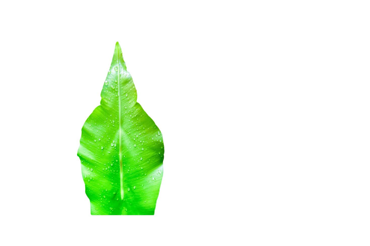 A cut-out of leaves on a white background with clipping paths. photo