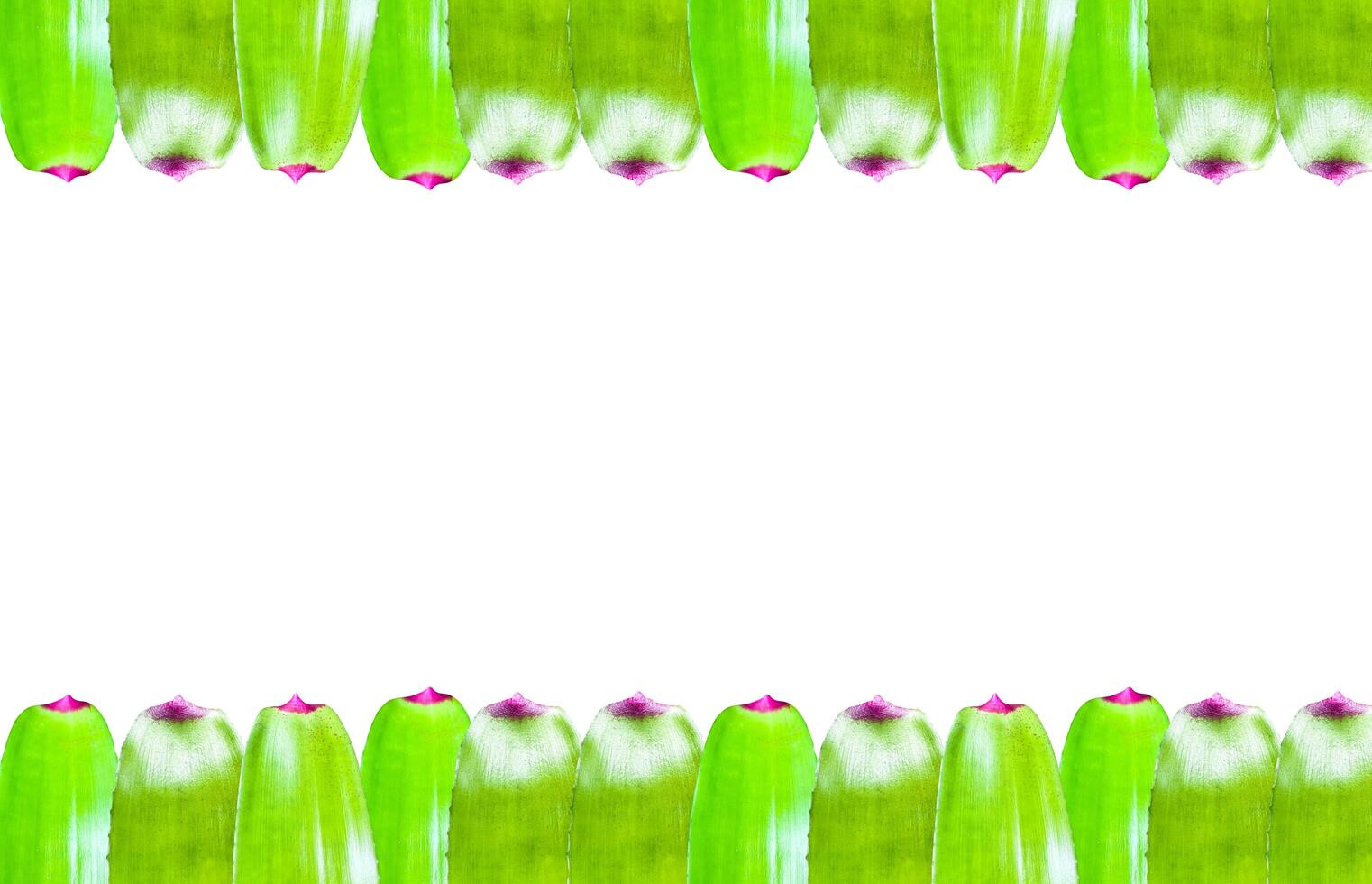 A cut-out of tree leaf on a white background with clipping paths. photo