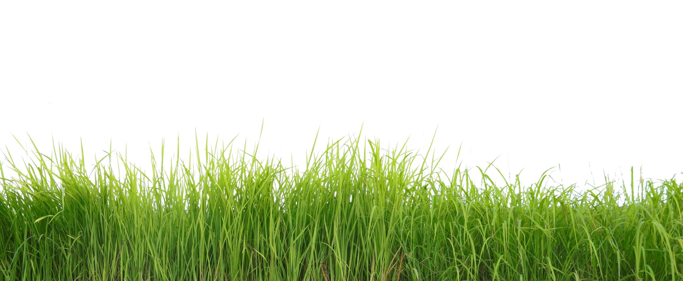 A cut-out of a clump of green tall grass on a white background with clipping paths. photo