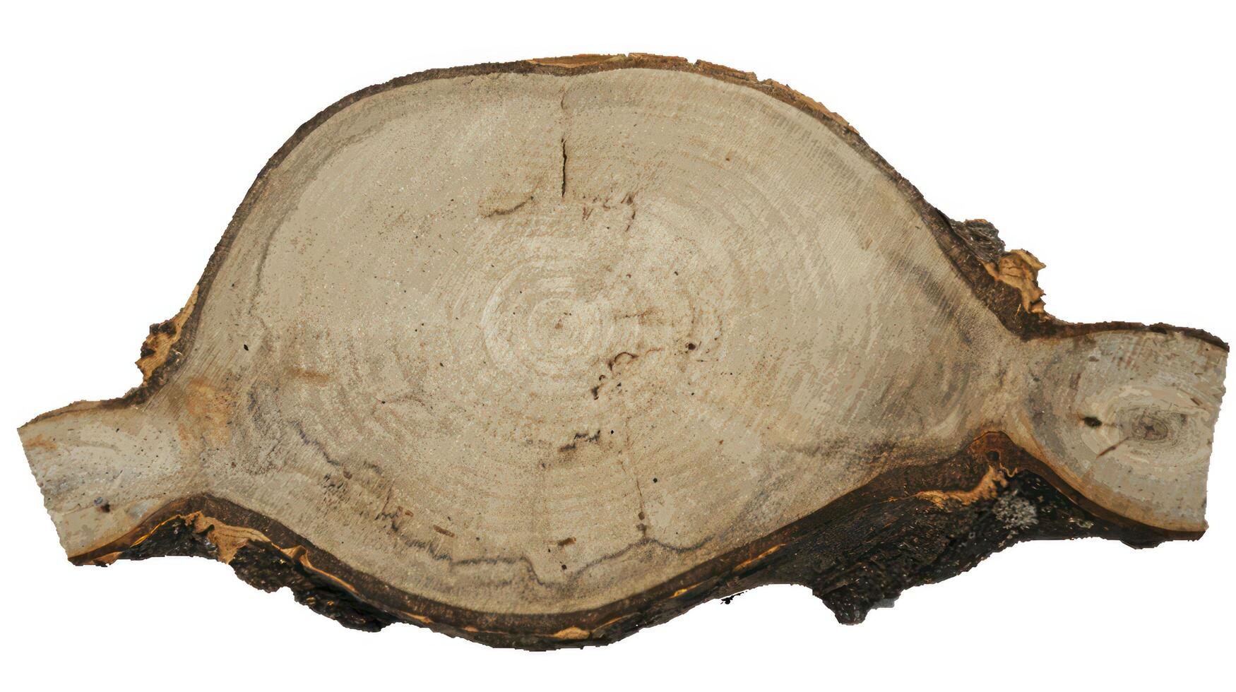 Pine Tree wood stumps on ground after being cut with real wood texture background. photo