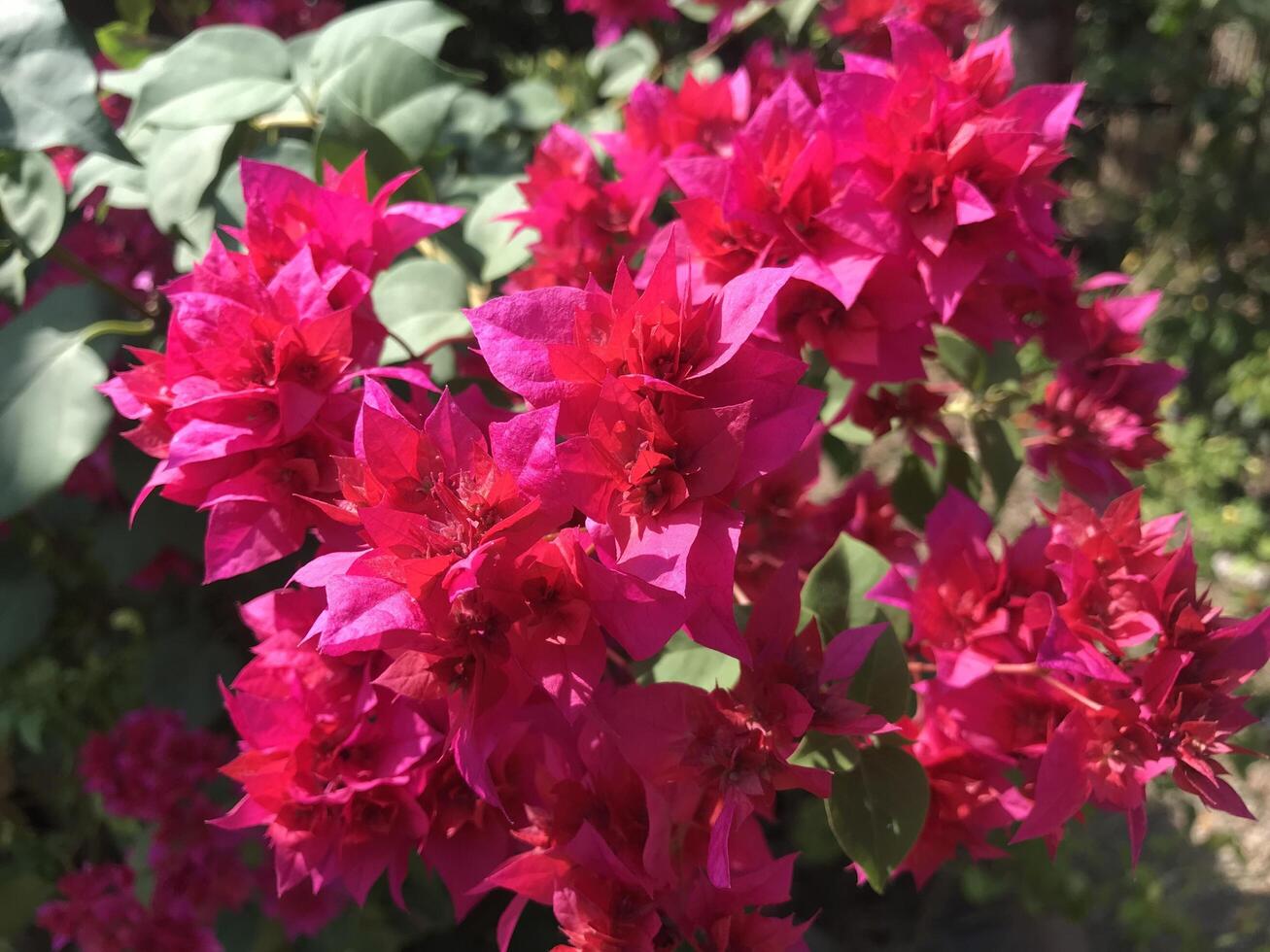 Red bogenvillea bugs blooming in the garden in spring photo