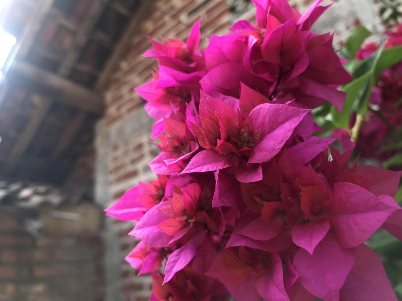 Red bogenvillea bugs blooming in the garden in spring photo