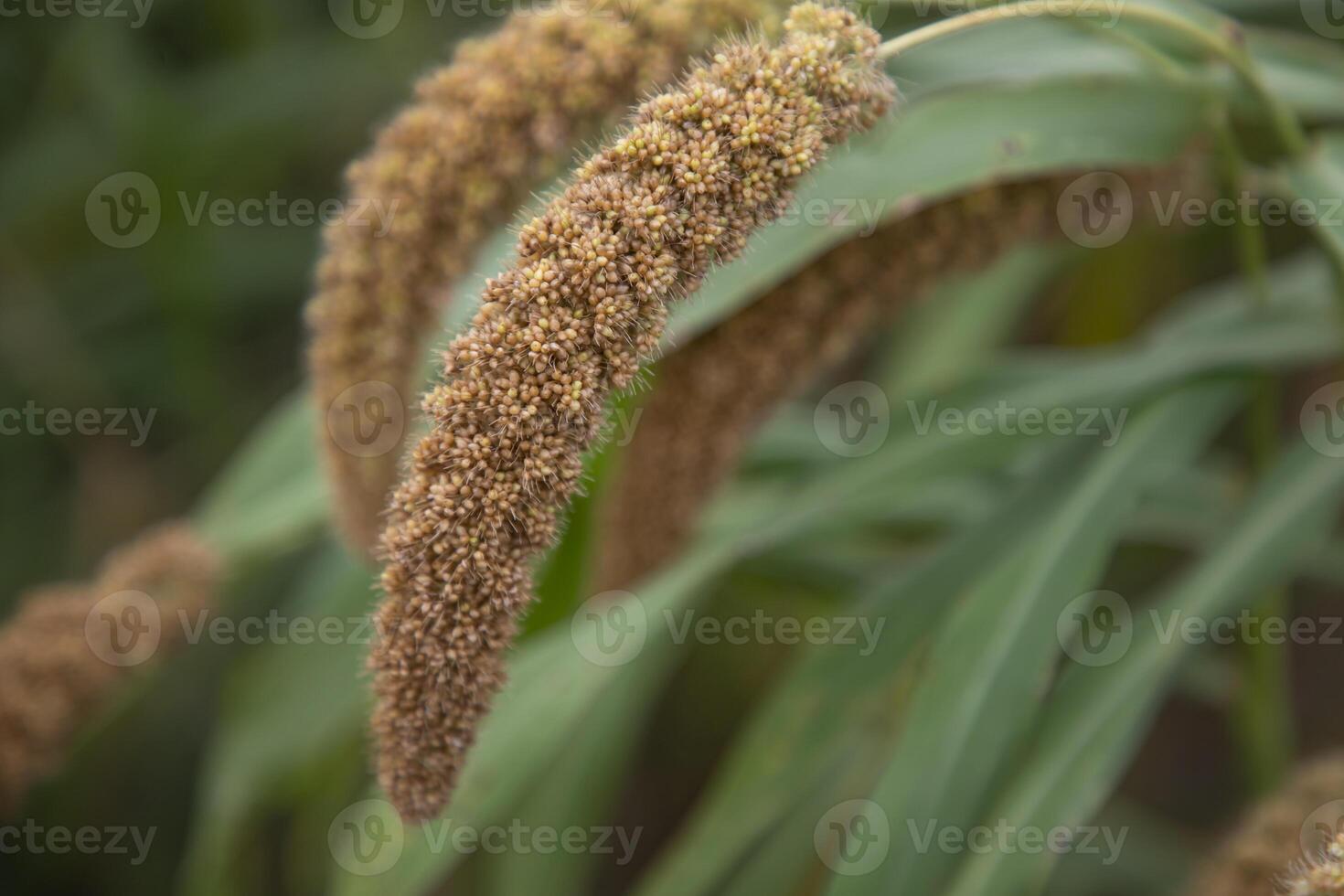 millet spike with Shallow depth of field. selective Focus photo
