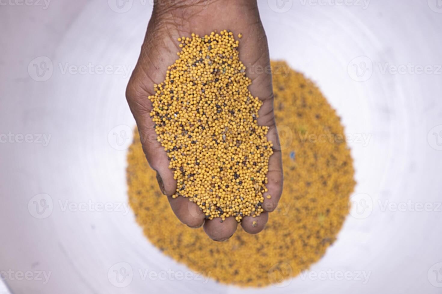 Farmer hand-holding dry grains mustard seeds. oil seeds, and spice ingredients. Selective Focus photo
