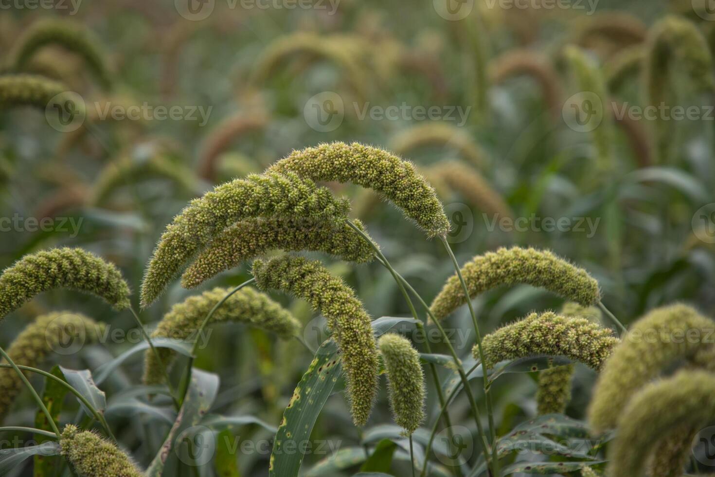 millet spike with Shallow depth of field. selective Focus photo