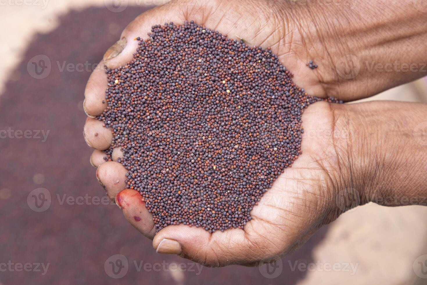 Farmer hand-holding dry grains mustard seeds. oil seeds, and spice ingredients. Selective Focus photo