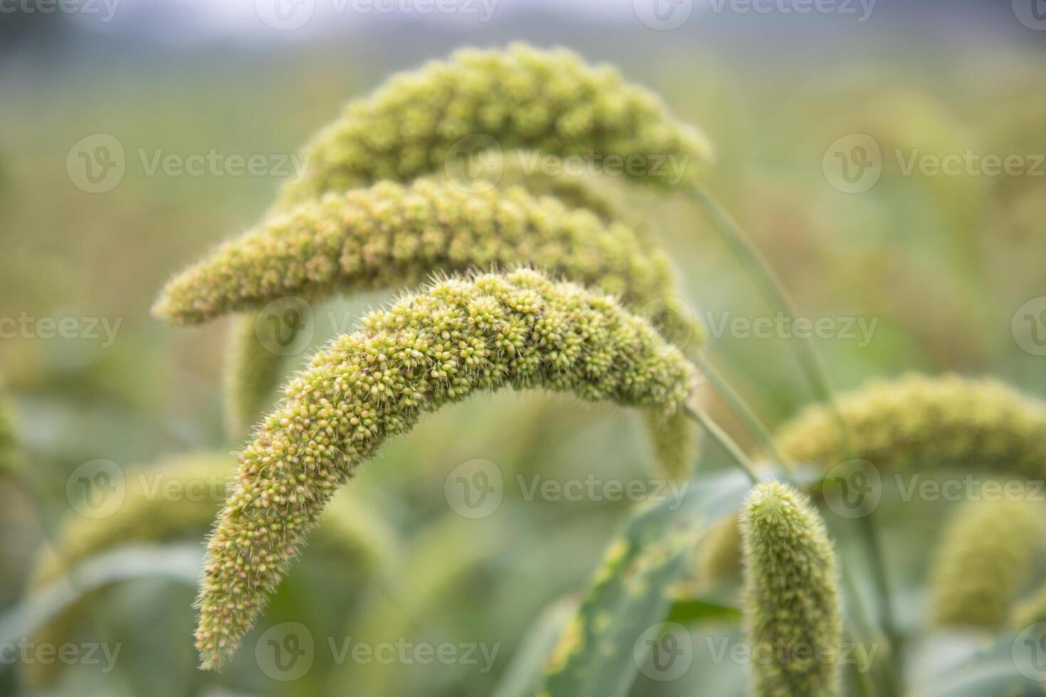 millet spike with Shallow depth of field. selective Focus photo