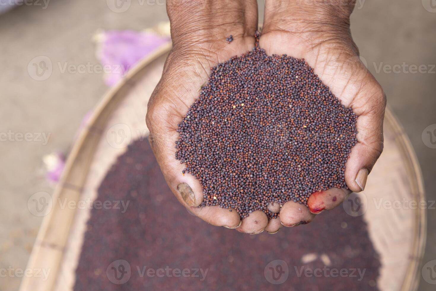 Farmer hand-holding dry grains mustard seeds. oil seeds, and spice ingredients. Selective Focus photo