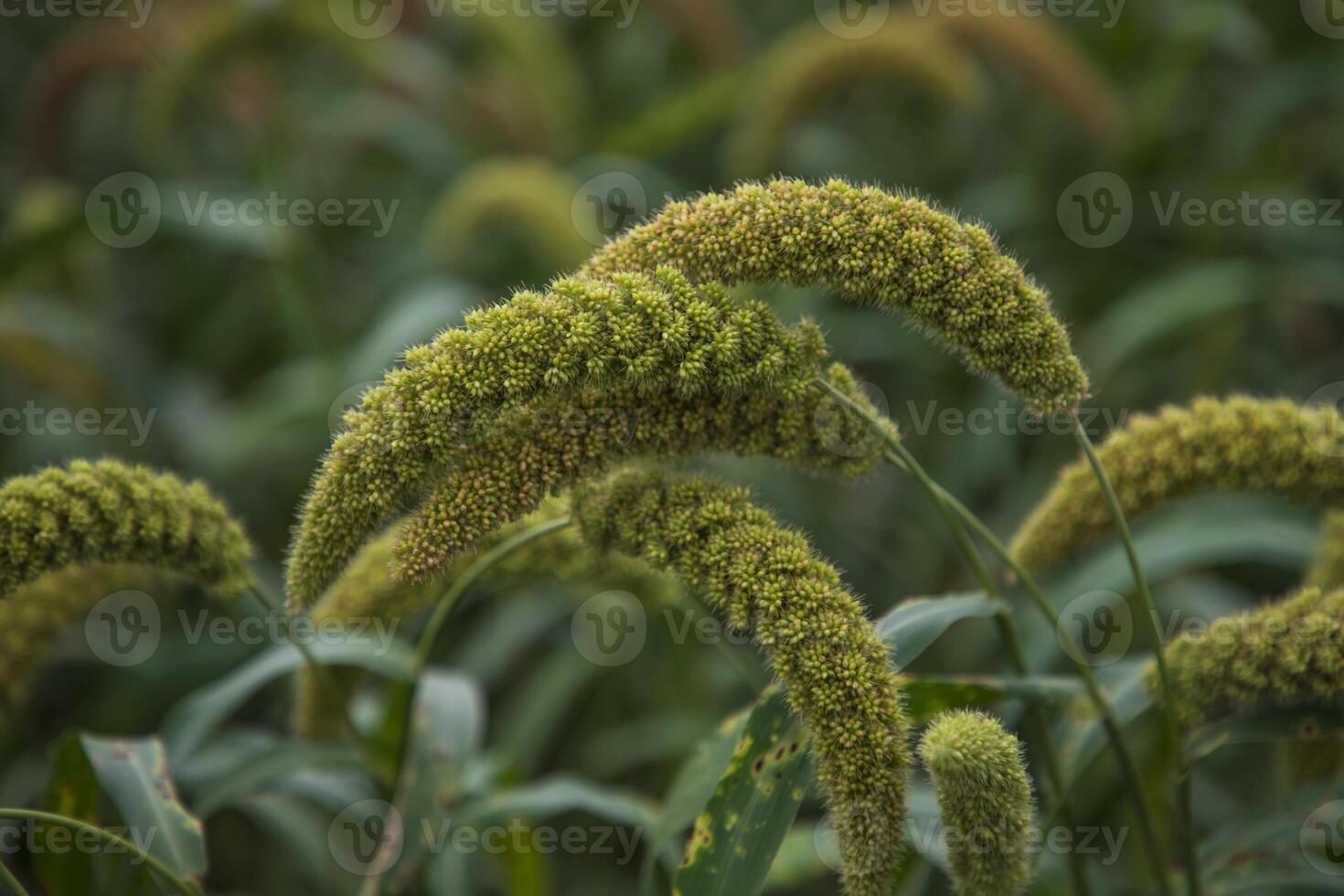 millet spike with Shallow depth of field. selective Focus photo