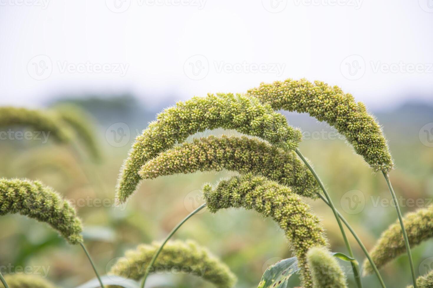 millet spike with Shallow depth of field. selective Focus photo