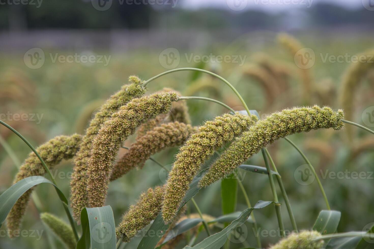 millet spike with Shallow depth of field. selective Focus photo