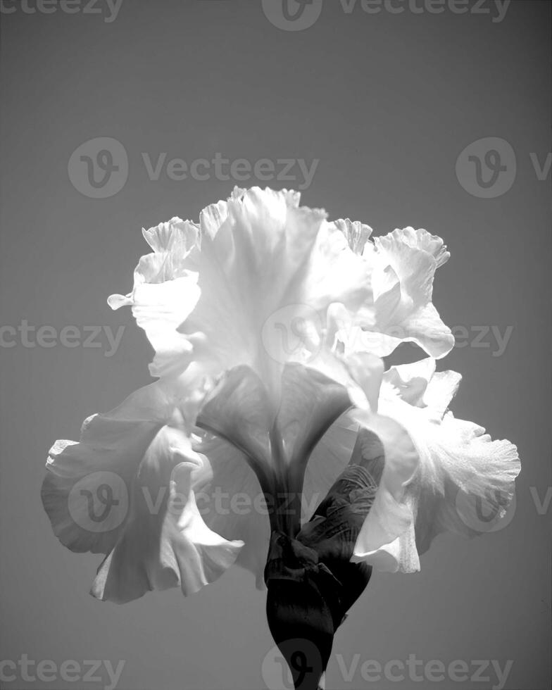 Flowers black and white photo background. Summer flowers close view