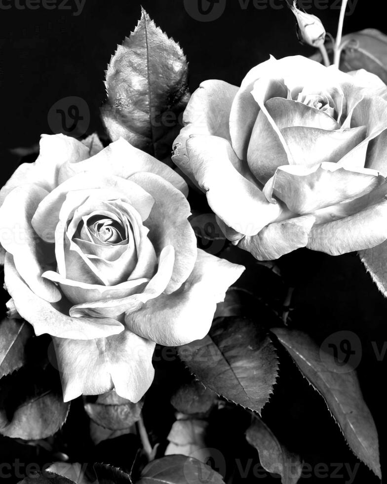 Flowers black and white photo background. Summer flowers close view