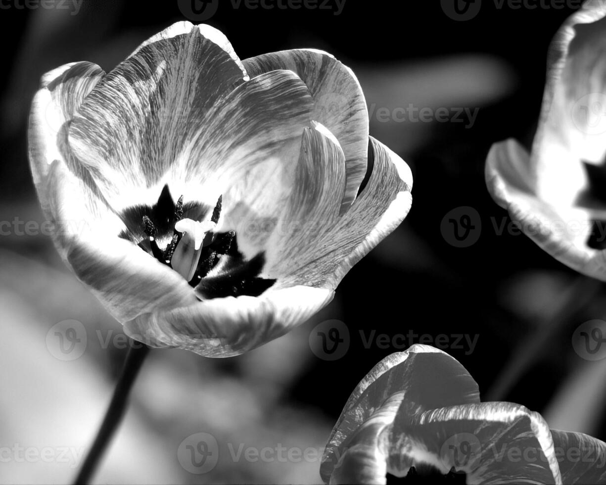 Flowers black and white photo background. Summer flowers close view