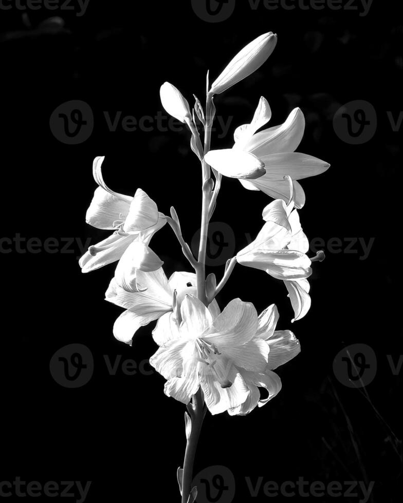Flowers black and white photo background. Summer flowers close view