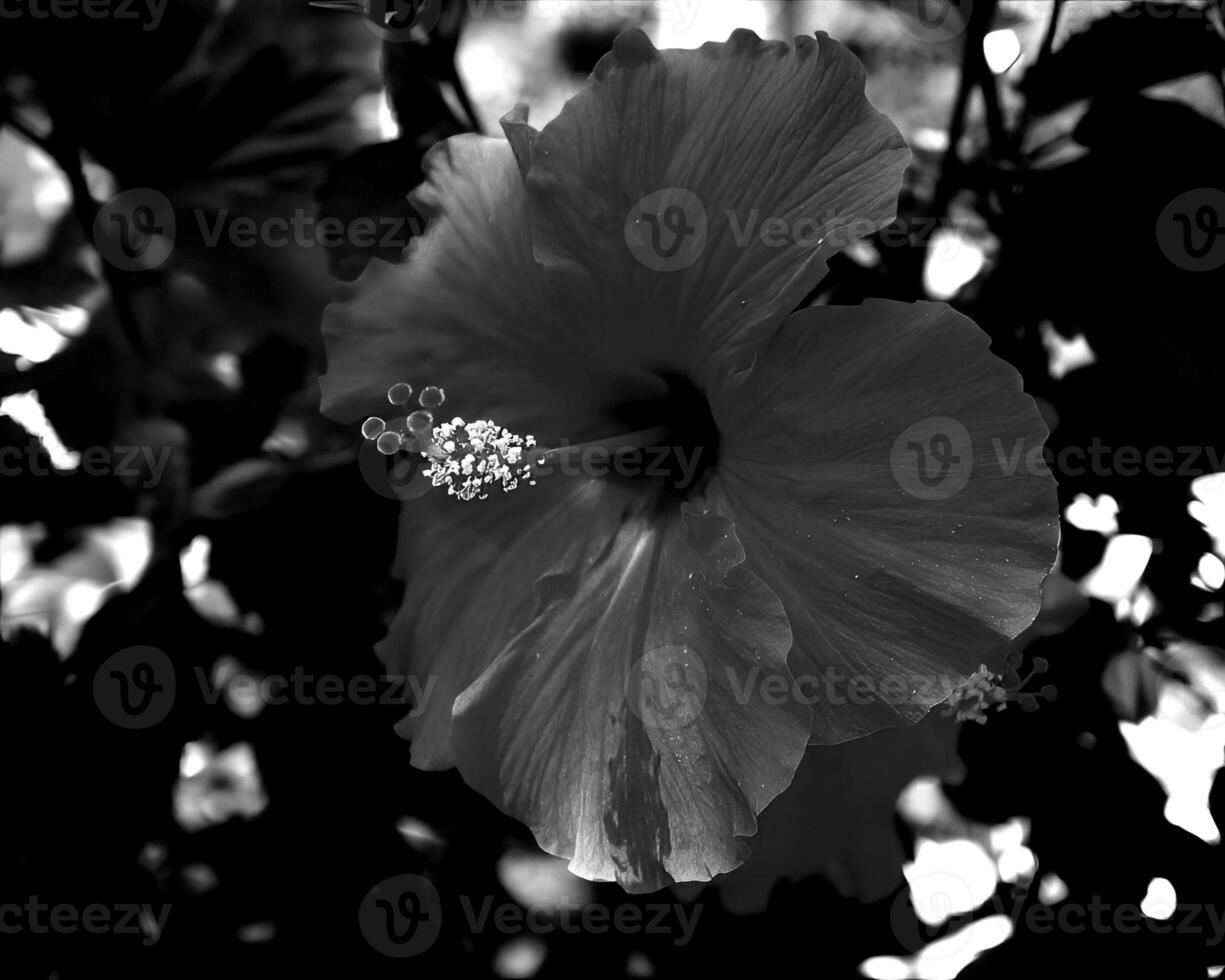 Flowers black and white photo background. Summer flowers close view