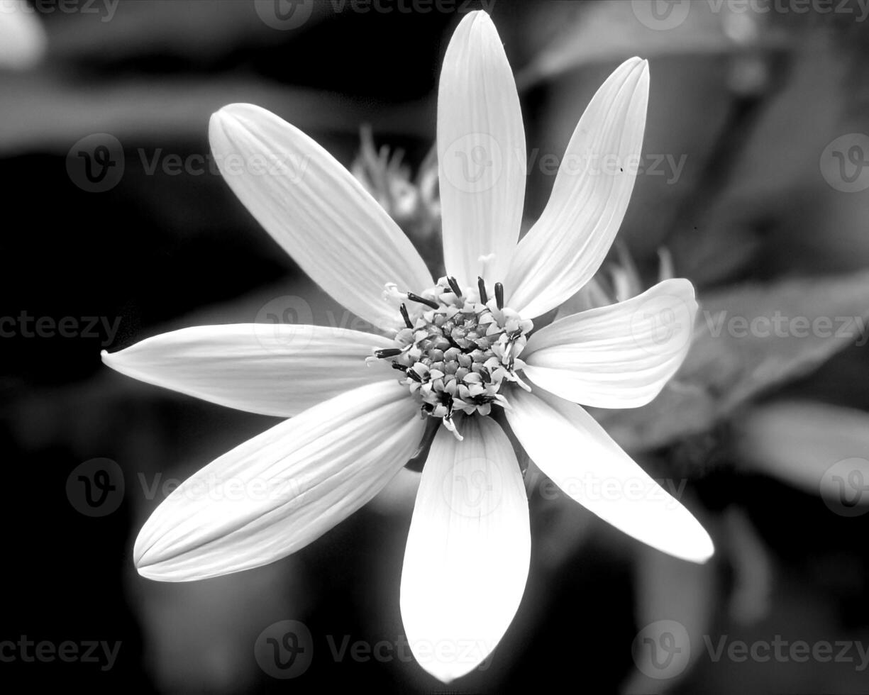 Flowers black and white photo background. Summer flowers close view