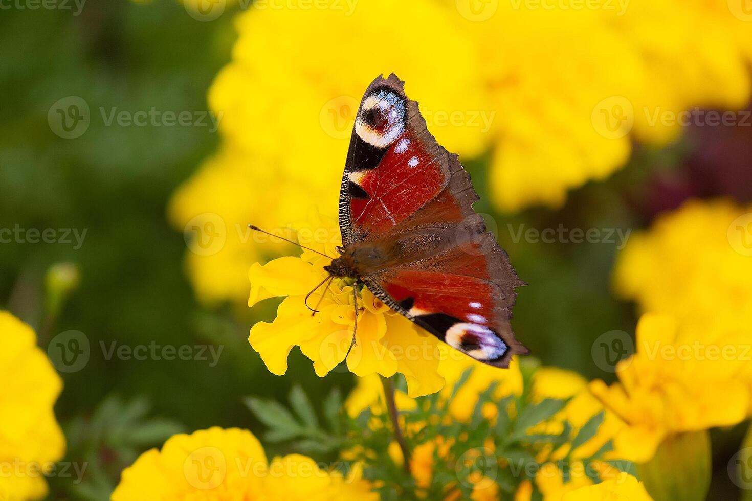 Butterfly peacock eye on a yellow flower. Insect photo