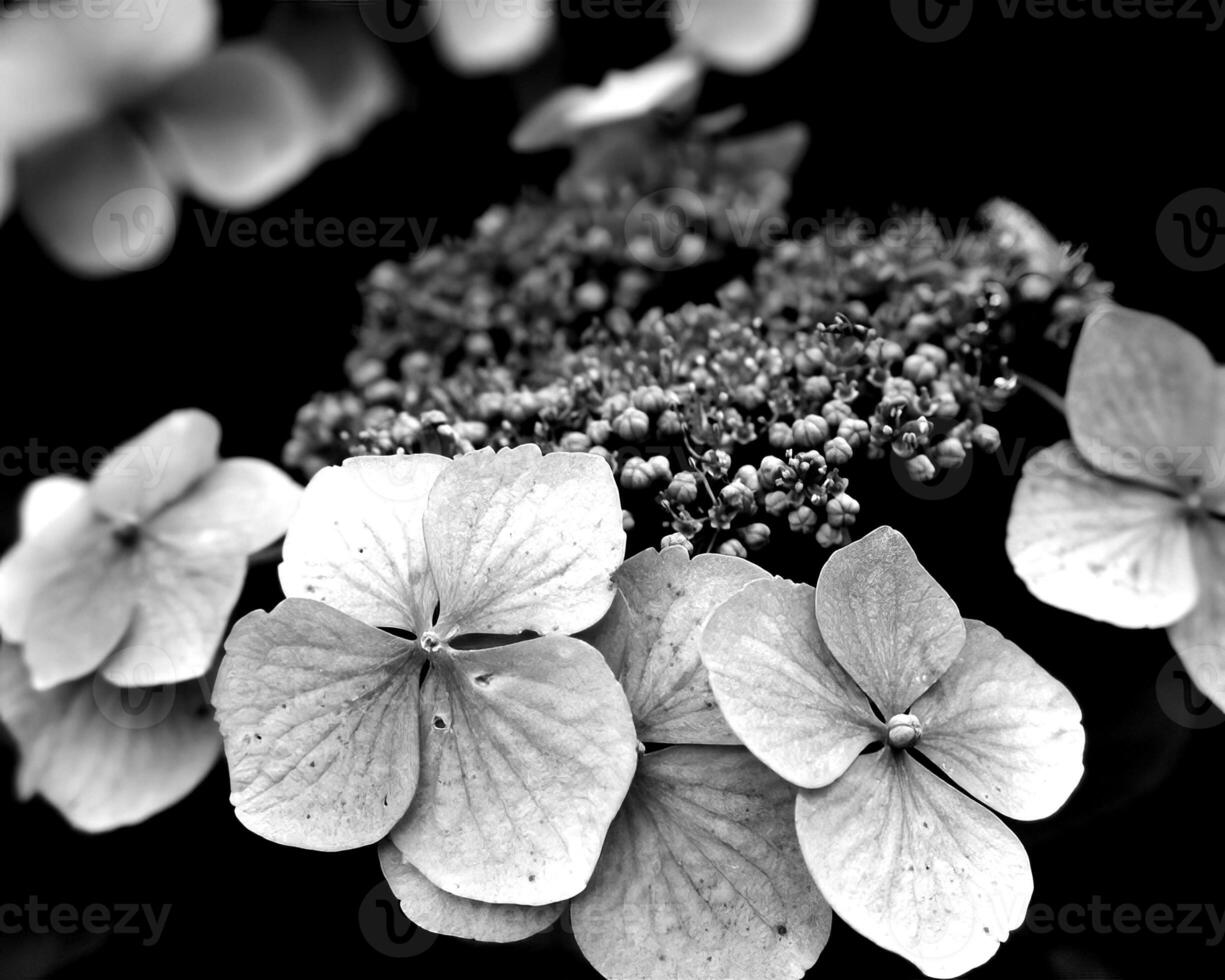 Flowers black and white photo background. Summer flowers close view