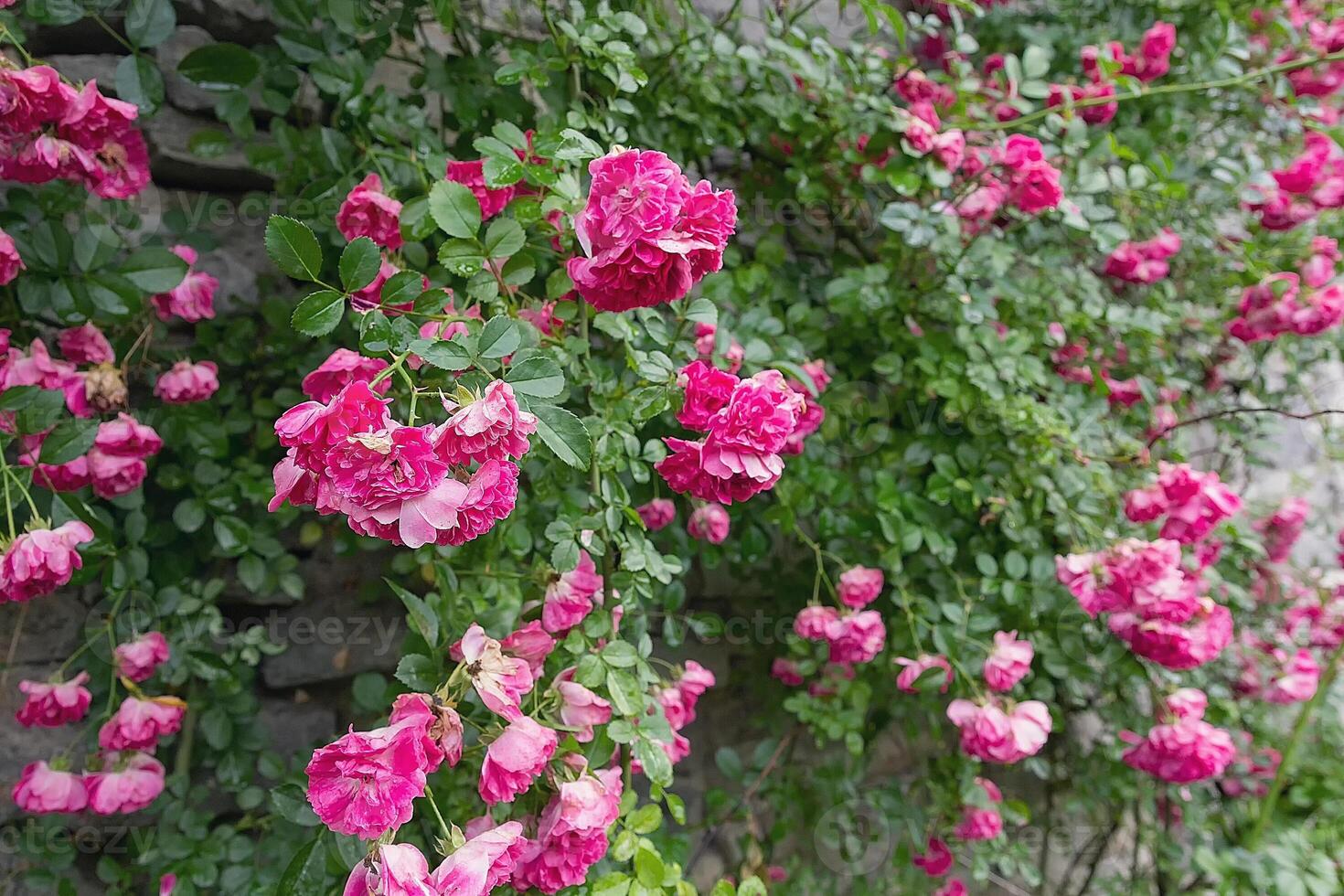 Taste of delicate pink roses on an old wall photo