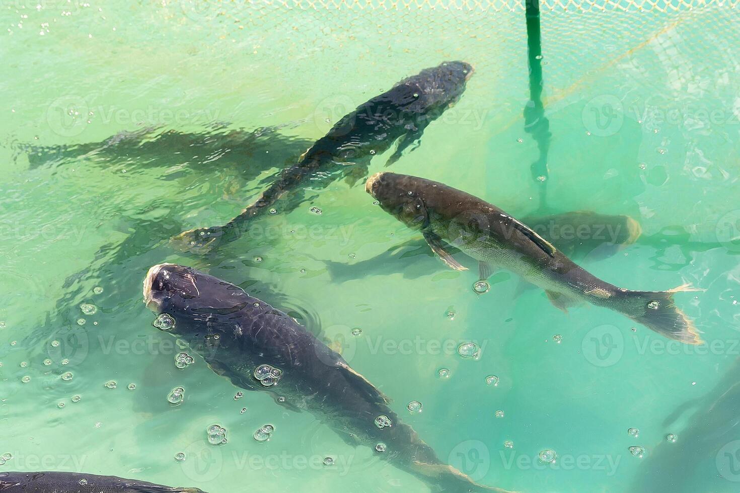 Carp fish swimming together in the pool photo