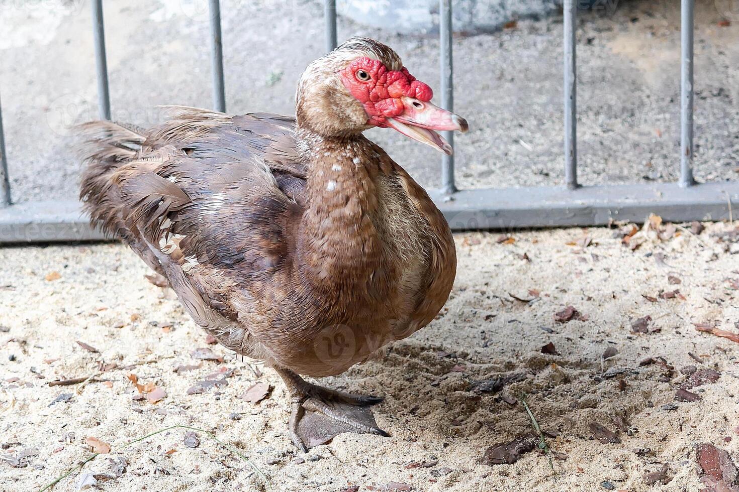 Muscovy duck with red face on a poultry farm photo