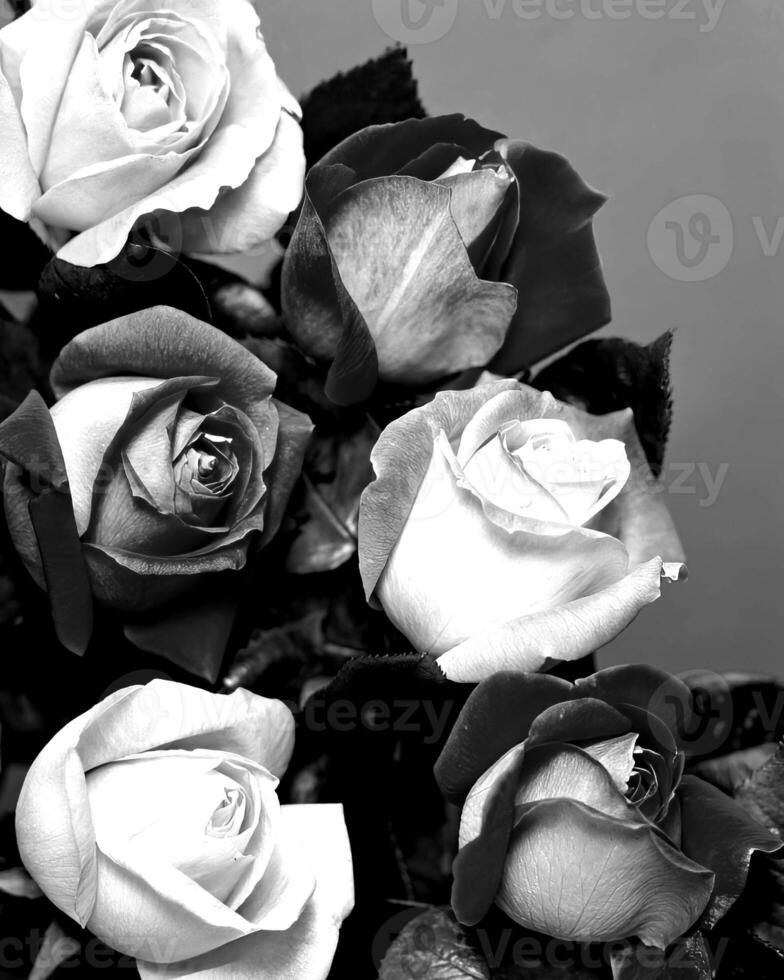 Flowers black and white photo background. Summer flowers close view