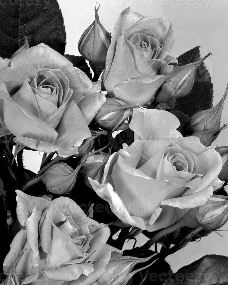 Flowers black and white photo background. Summer flowers close view