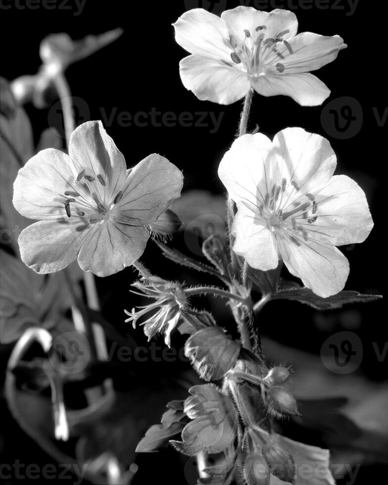 Flowers black and white photo background. Summer flowers close view