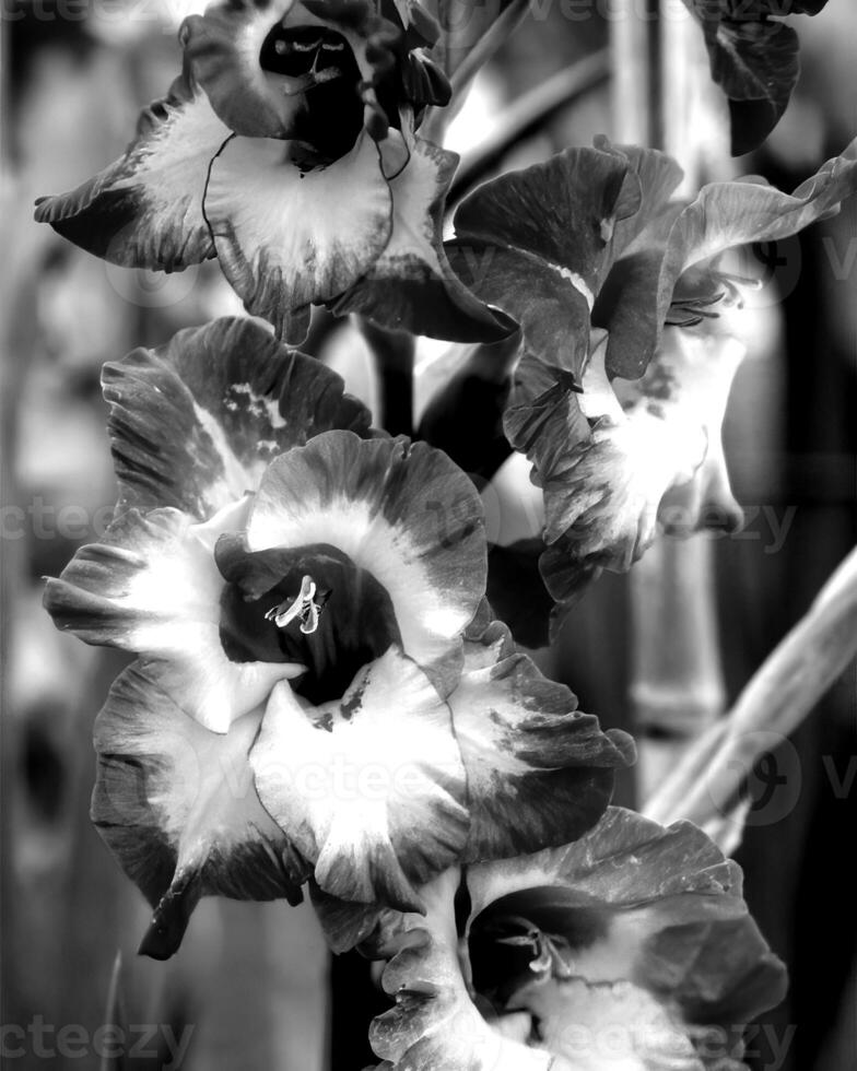 Flowers black and white photo background. Summer flowers close view