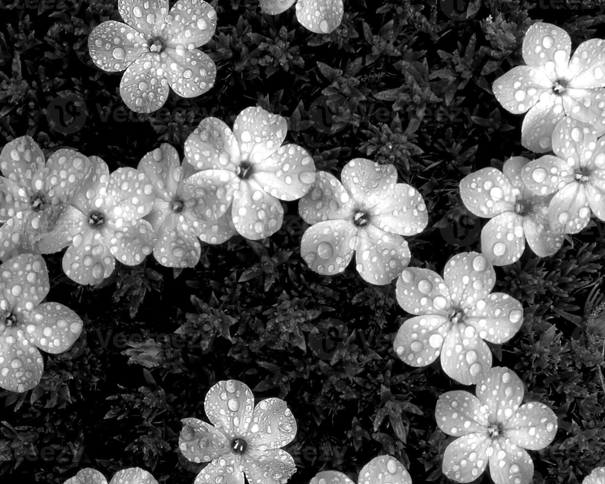 Flowers black and white photo background. Summer flowers close view