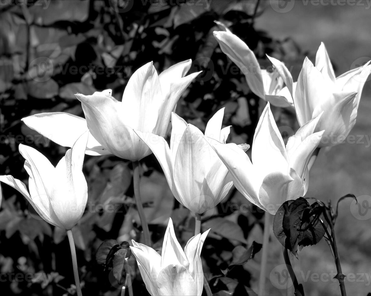 Flowers black and white photo background. Summer flowers close view