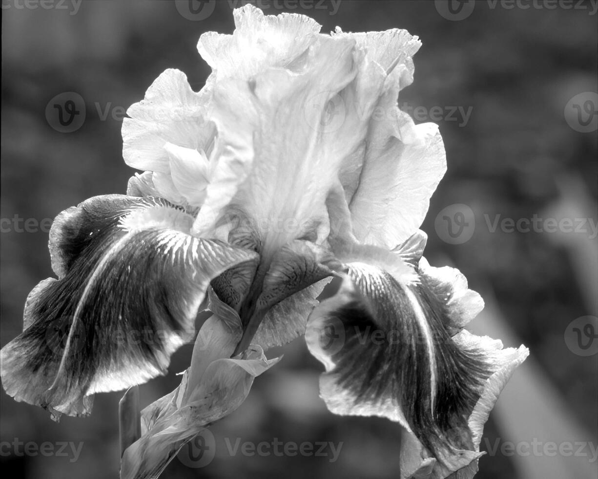 Flowers black and white photo background. Summer flowers close view